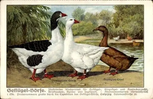 Ak Werbung, Wochenblatt Geflügel-Börse, Pommersche Gänse