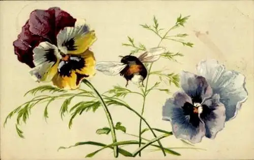 Ak Blumen, Stiefmütterchen, Hummel