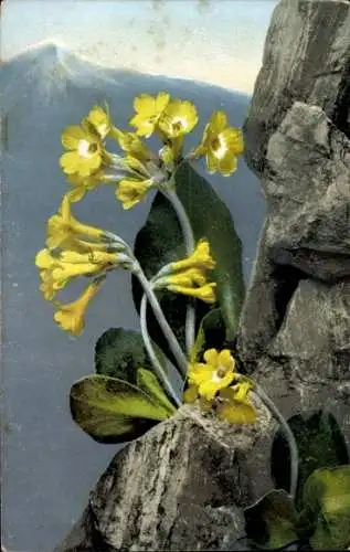 Ak Bergblume, Primula