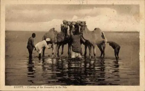 CPA Egypt, Cleaning of the dromaderis of the Nile