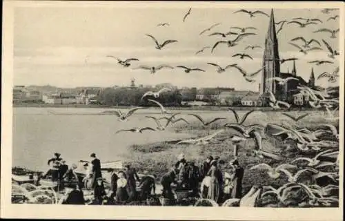 Ak Schleswig in Schleswig Holstein, Sammeln der Möweneier auf der Möweninsel
