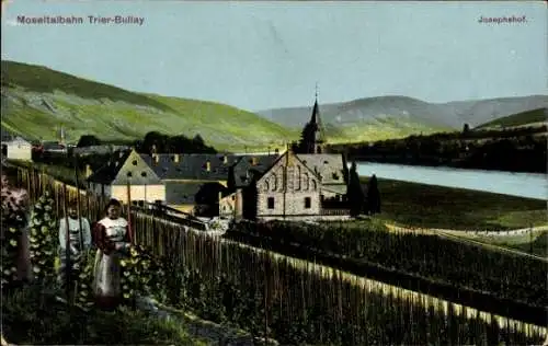 Ak Bullay an der Mosel, Josephshof, Weinreben