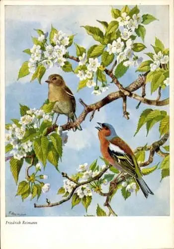 Künstler Ak Reimann, F., Buchfinken am Baum