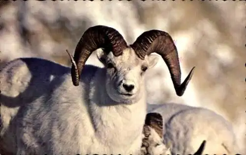 Ak Yukon, Majestic Dall Sheep Ram