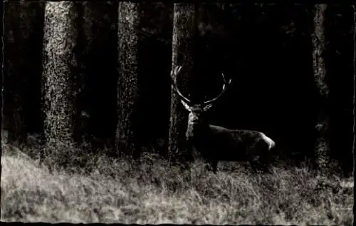 Ak Het Nationale Park De Hoge Veluwe, Edelhert