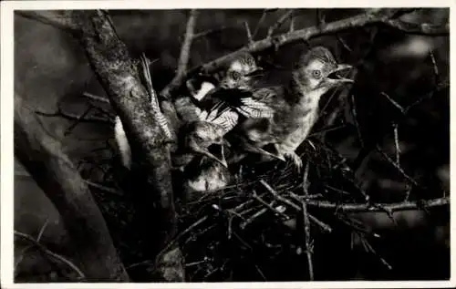 Ak Jonge volwassen Vlaamsche Gaaien in 't nest, Vögel