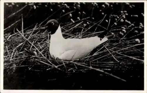 Ak Broedende en schreeuwende Kokmeeuw, Vogel
