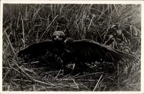 Ak Jonge halfwassen bruine kuikendief in den horst