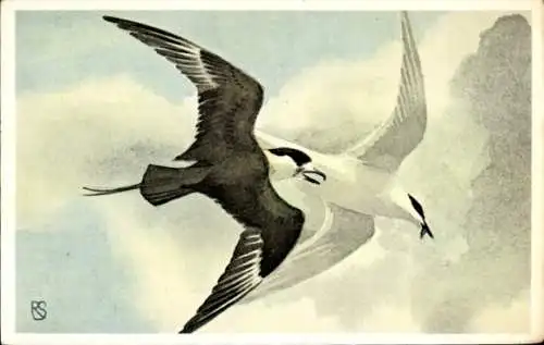 Künstler Ak Stuurman, Kleine Jager, Stercorarius parasiticus