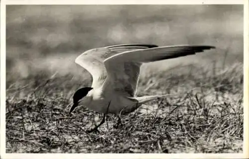 Ak Lachstern Zeer Zeldzame broed, Vogel