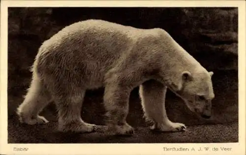 Ak Zoologischer Garten, Eisbär