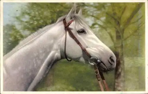 Ak Pferd, Pferdekopf, Portrait