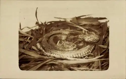 Foto Ak Zoologischer Garten, Schlange