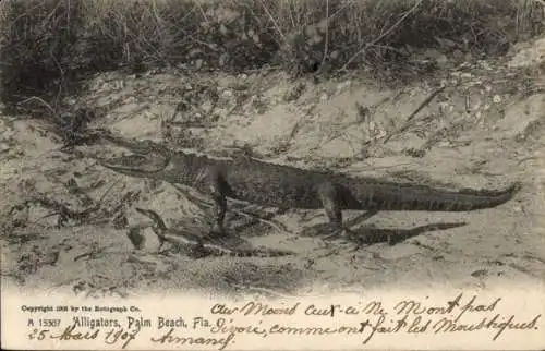 PC Palm Beach Florida USA, Alligators