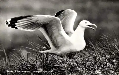Ak Texel Noord-Holland Nederland, Zilvermeeuw hoogst agressief