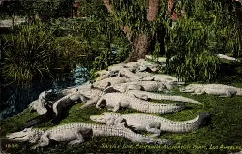 Ak Los Angeles Kalifornien USA, Alligator Farm