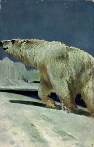 Künstler Ak Schneelandschaft, Eisbär