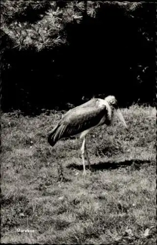 Ak Vogel, Marabu