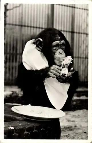 Ak Rotterdam, Zoologischer Garten, Schimpanse