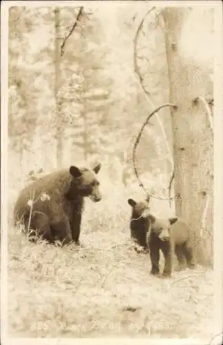 Foto Ak Waldpartie, Schwarzbären
