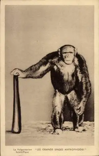 Ak La Vulgarisation Scientifique, Die großen Menschenaffen