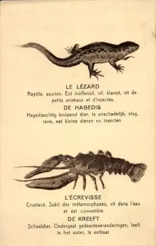 Ak Le Lezard, Reptile, saurien, L'ecrevisse, Crustacé