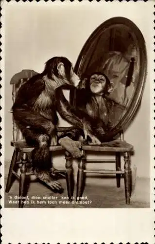 Ak Schimpanse betrachtet sich im Spiegel