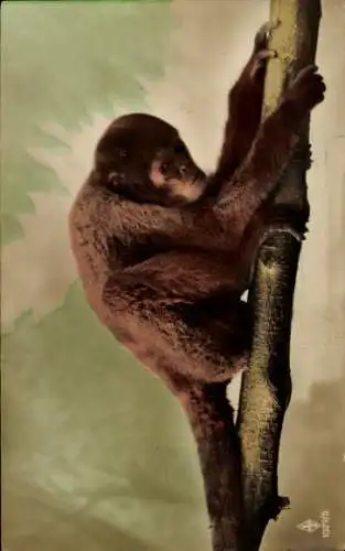 Ak Zoo, Affe auf einem Baum