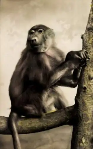 Ak Zoo, Affe auf einem Baum, Pavian