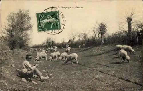 Ak Dans la Campagne vendéenne, Schafe