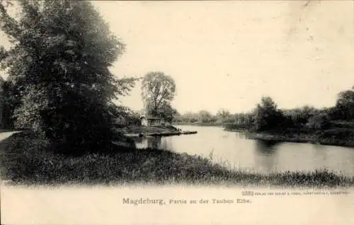 Ak Magdeburg an der Elbe,   an der Tauben Elbe.
