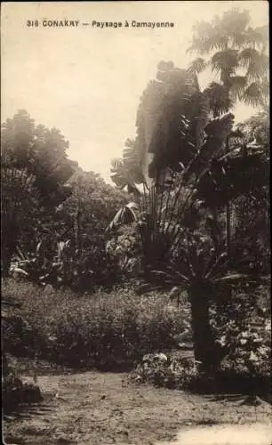 Ak Conakry Guinea, 316  Landschaft, Pflanzen, Tropen, nmotiv