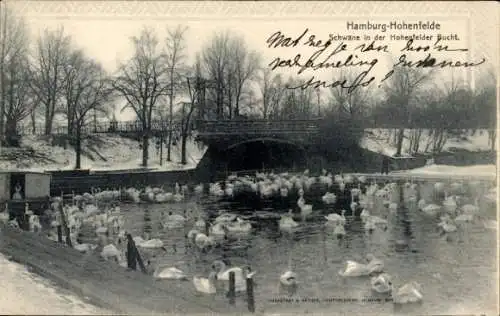 Ak Hamburg Hohenfelde, Schwäne, Hohenfelder Bucht