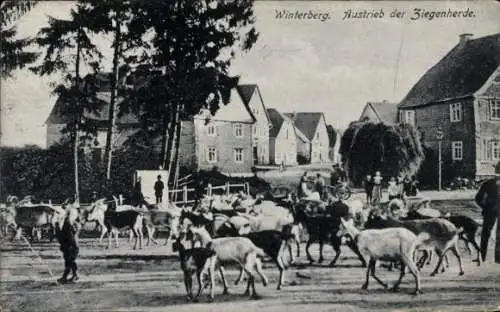 Ak Winterberg im Sauerland, Ziegenherde, Bauernhaus, Ausblick auf eine ländliche Szene