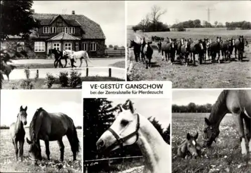 Ak Ganschow Gutow in Mecklenburg, VE Gestüt Ganschow bei der Zentralstelle für Pferdezucht