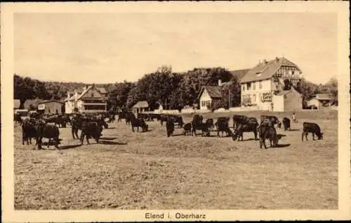Ak Elend Oberharz am Brocken, Kuhweide, Fachwerkhaus