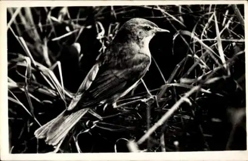 Ak Vogel, Fitis