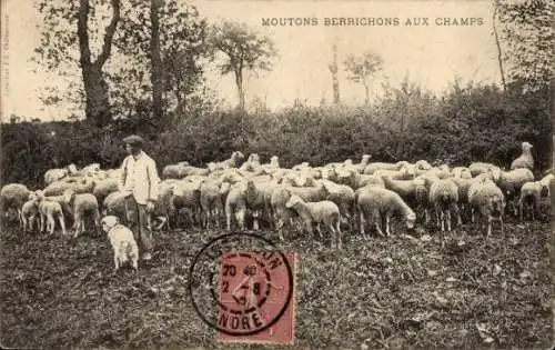 Ak Schafherde, Hirte