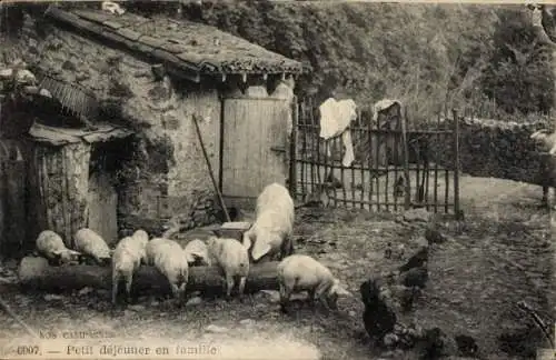 Ak Frankreich, Bauernhof, Schweine am Futtertrog