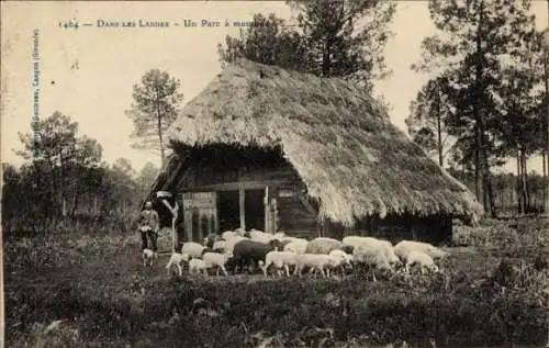 Ak Dans les Landes, Schafherde