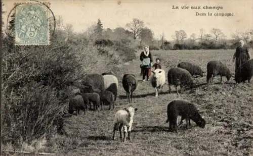 Ak La vie aux champs, Dans la campagne, Schafherde