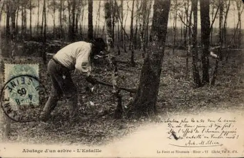 Ak Abatage d'un arbre, L'Entaille