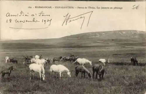 Ak Fianarantsoa Madagaskar, Ferme de Iboka, Stuten grasen