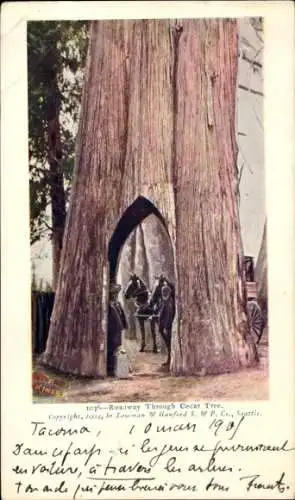 Ak Tacoma Washington USA, Durchfahrt durch einen Zedernbaum, Naturaufnahme,  