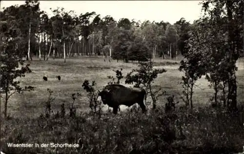 Ak Eichhorst Schorfheide Barnim, Wisentstier