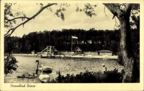 Ak Birkenwerder in Brandenburg, Strandbad, Schwäne