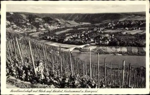 Ak Niederemmel Piesport an der Mosel, Mosellandschaft, Weinberge, Müstert