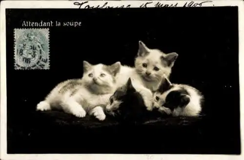 Ak Vier Katzen, Portrait, Attendant la soupe