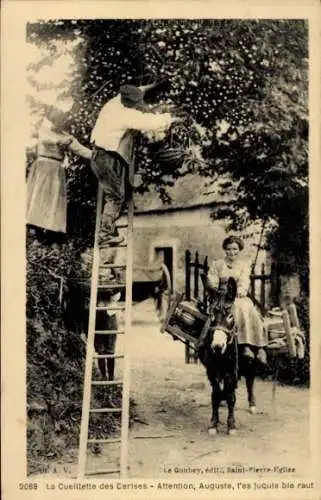 Ak La Cueillette des Cerises, Attention, Auguste, t'es juqule bie raut
