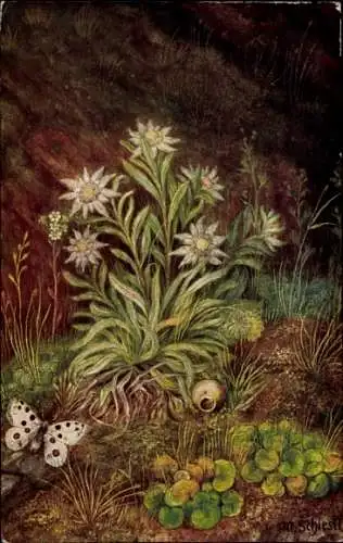 Künstler Ak Schiestl, Matth, Edelweiß